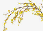Yuri Forsythia Branch Yellow
