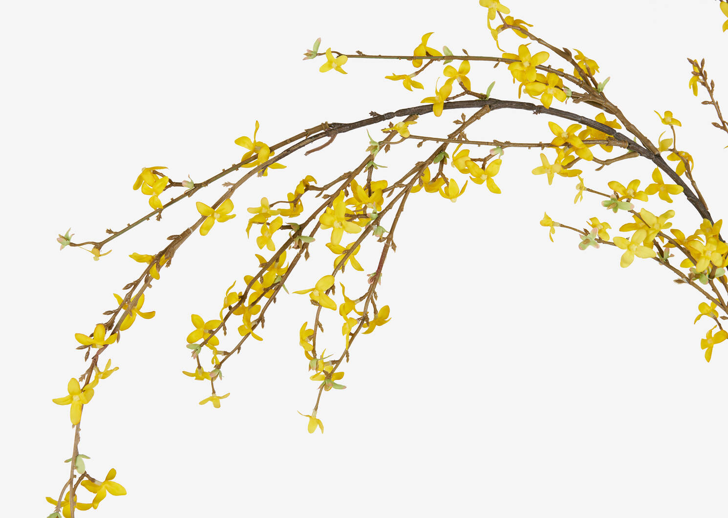 Yuri Forsythia Branch Yellow