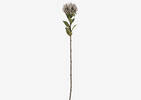 Jada Leucosper Mum Stem Purple