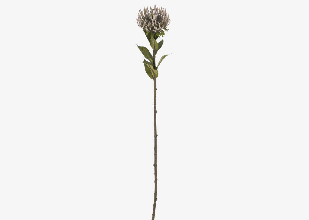Tige de leucospermum Jada violet