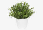 Leesa Rosemary Potted