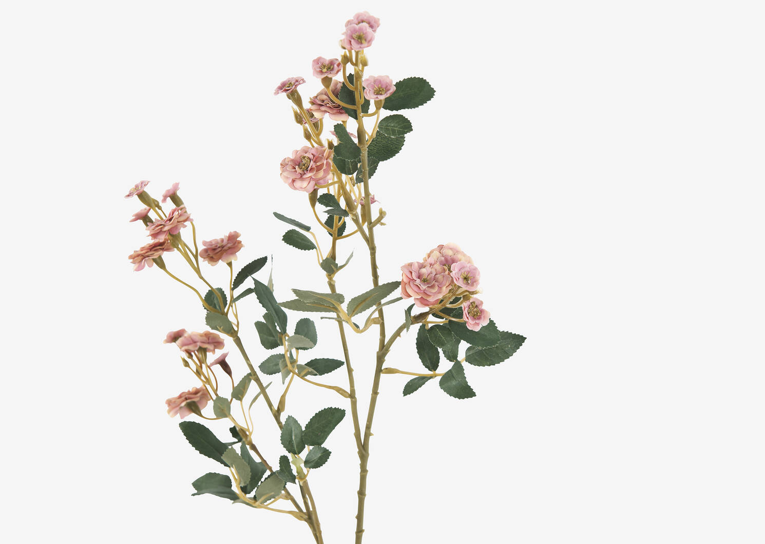 Branche de roses Matilda