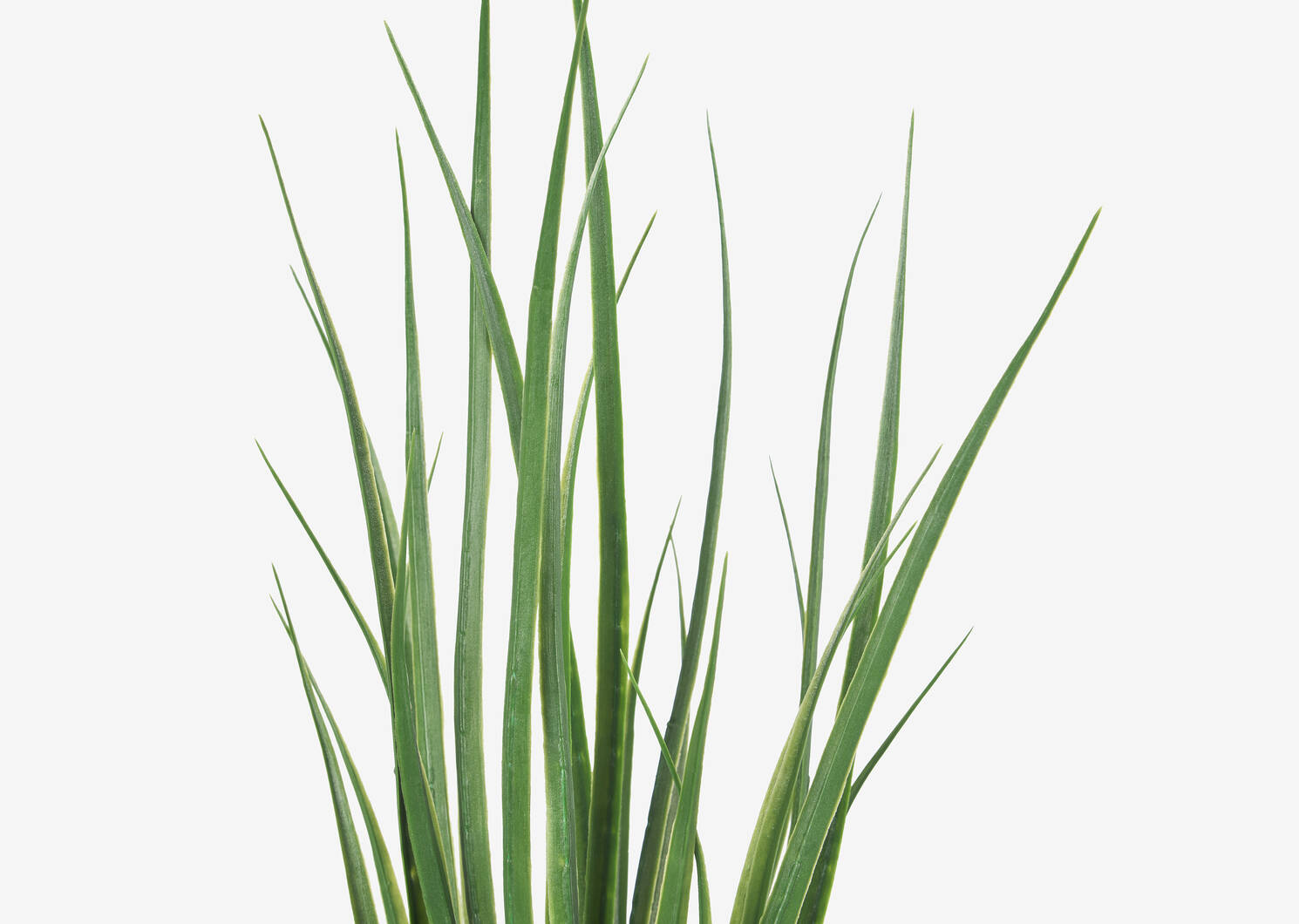 Terrie Grass Stem