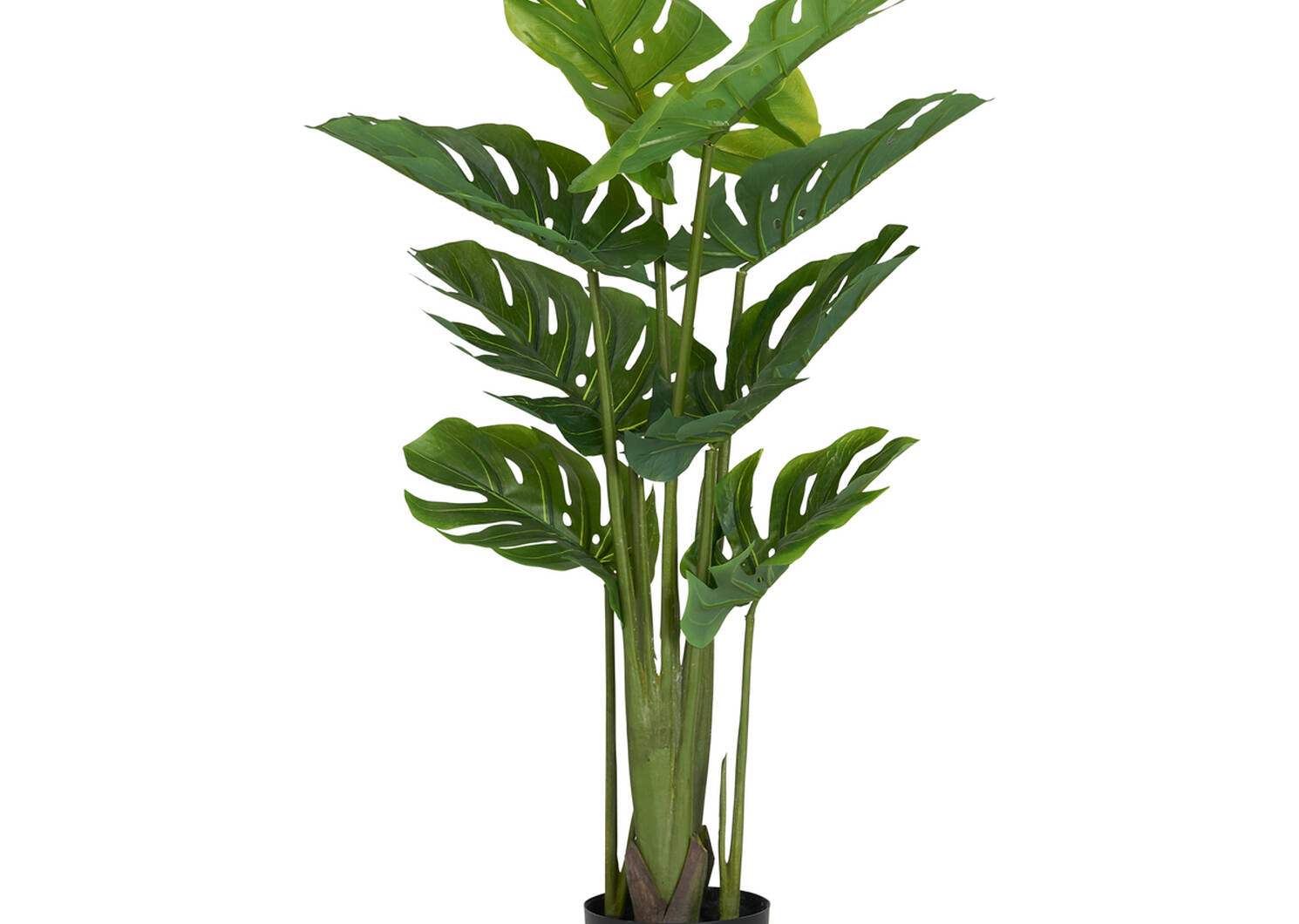 Monstera en pot Keilani