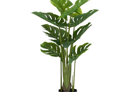Keilani Monstera Potted Plant