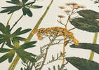 G ens. housse couette cot. flor. Lea mul