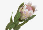 Avelina Protea Stem Shell