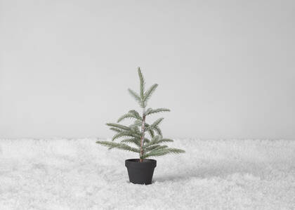 Iclyn Tree Potted Small