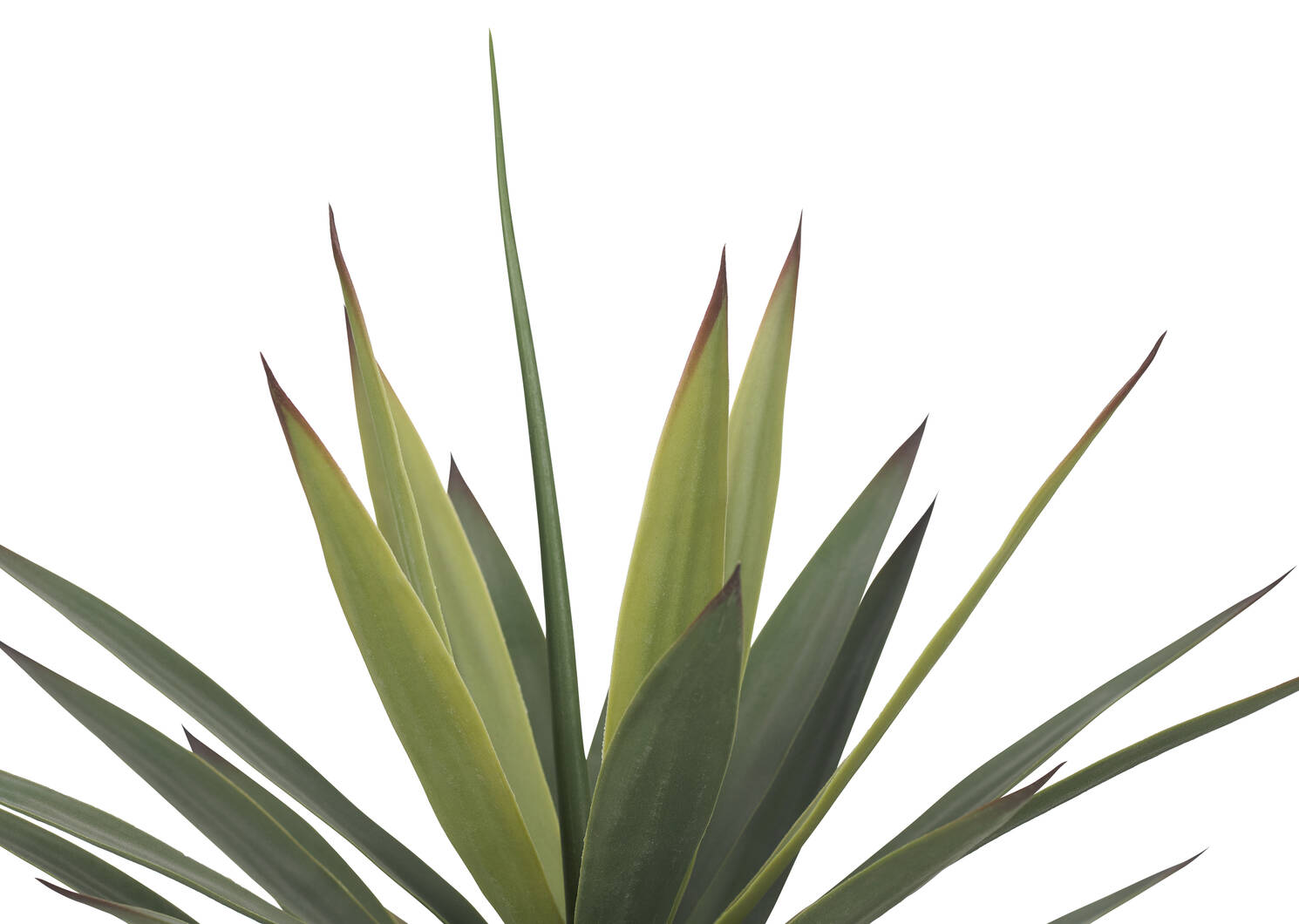 Zayan Mini Yucca Plant Potted