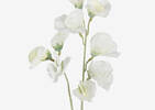 Tige de pois de senteur Fiori