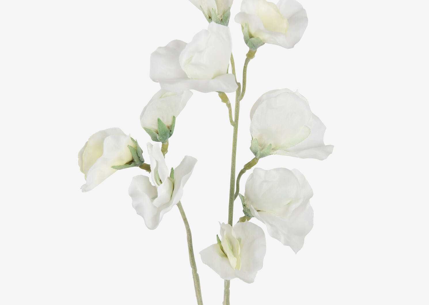 Tige de pois de senteur Fiori