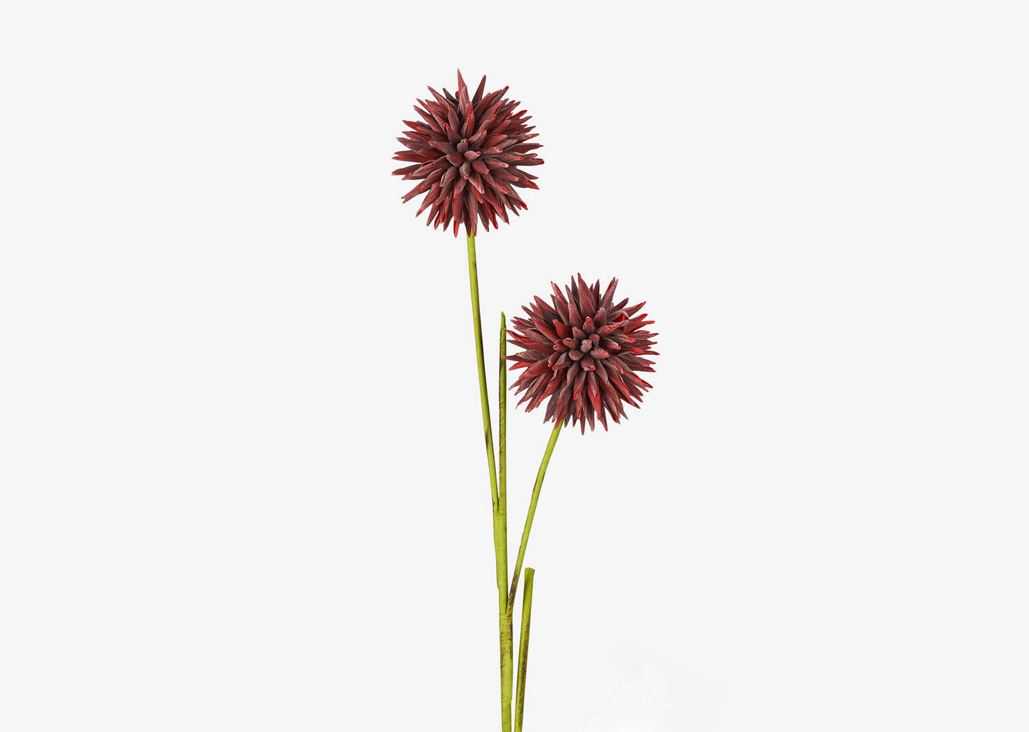 Bouquet d'alliums Katniss rouges