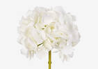 Lydia Hydrangea Large Ivory