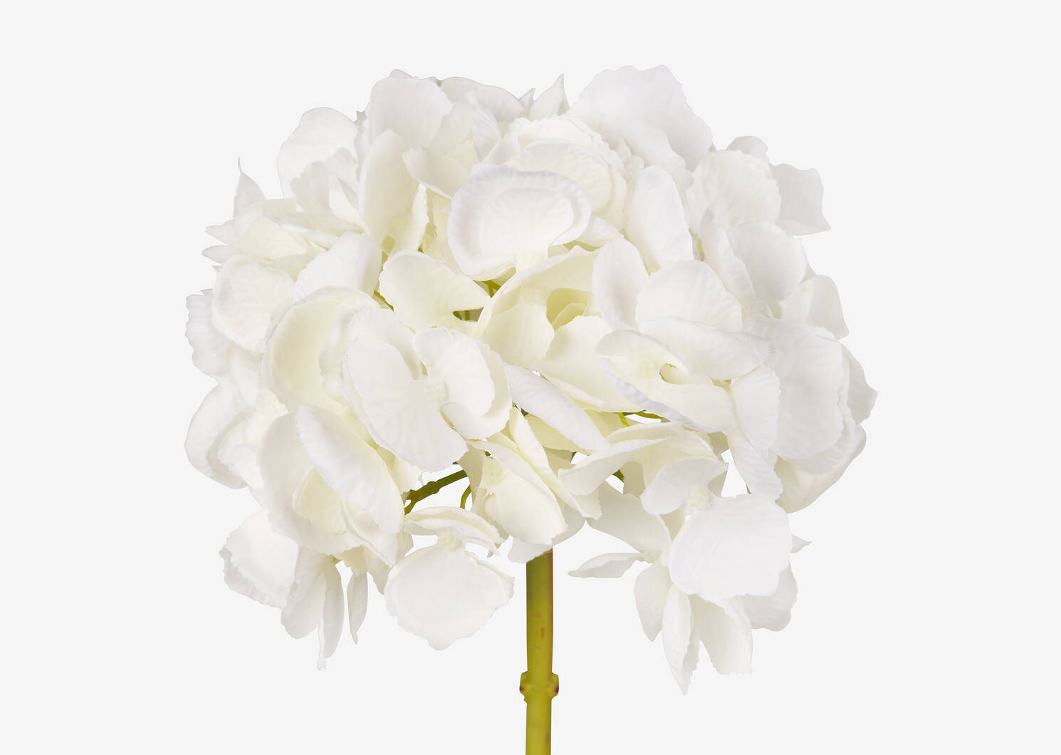 Lydia Hydrangea Large Ivory