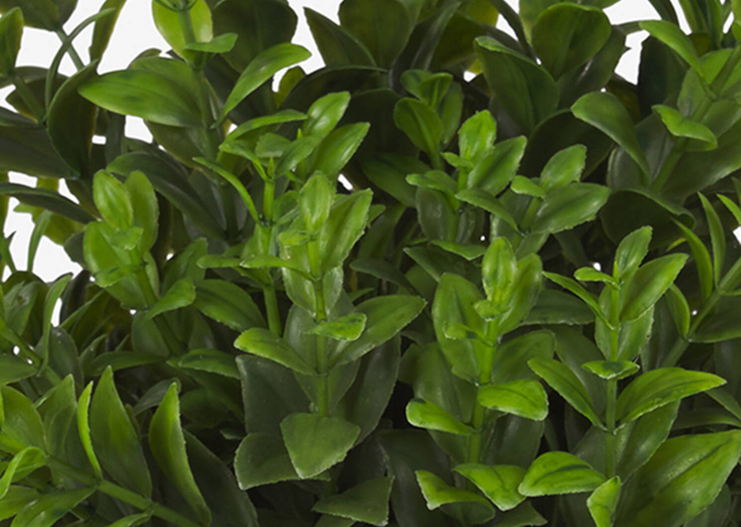 Sena Boxwood Potted