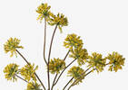 Branche ang&eacute;lique sauv Wild Angelica j.
