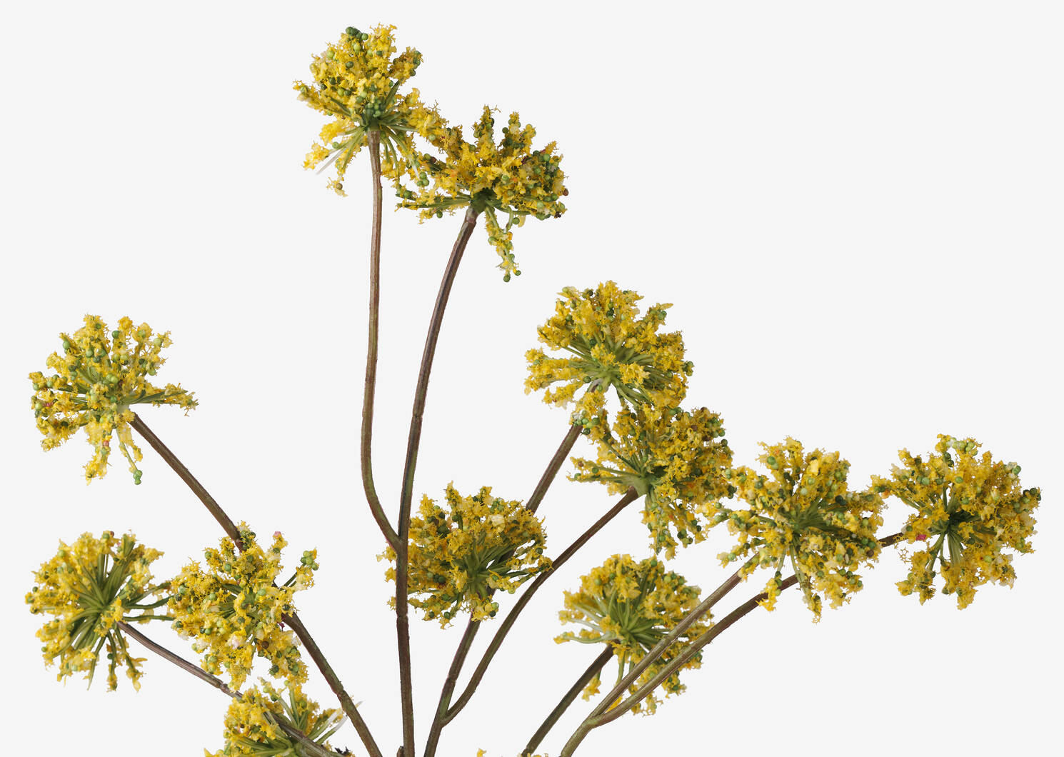 Branche ang&eacute;lique sauv Wild Angelica j.