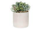 Succulentes en pot Hailey
