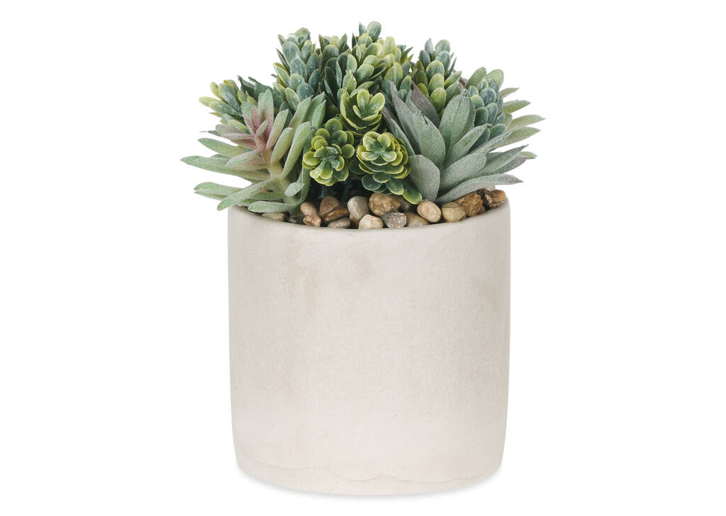 Succulentes en pot Hailey