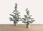 Tremblant Tree Potted Small