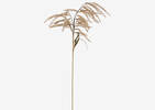 Hawes Pampasgrass Stem Caramel