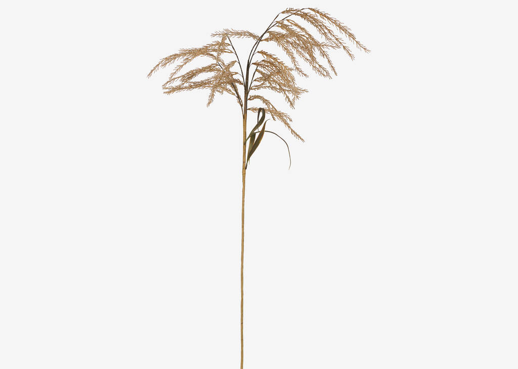 Hawes Pampasgrass Stem Caramel