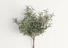 Winterberry Branch