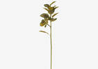 Coleus Branch Stem
