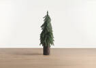 Seymour Tree Large