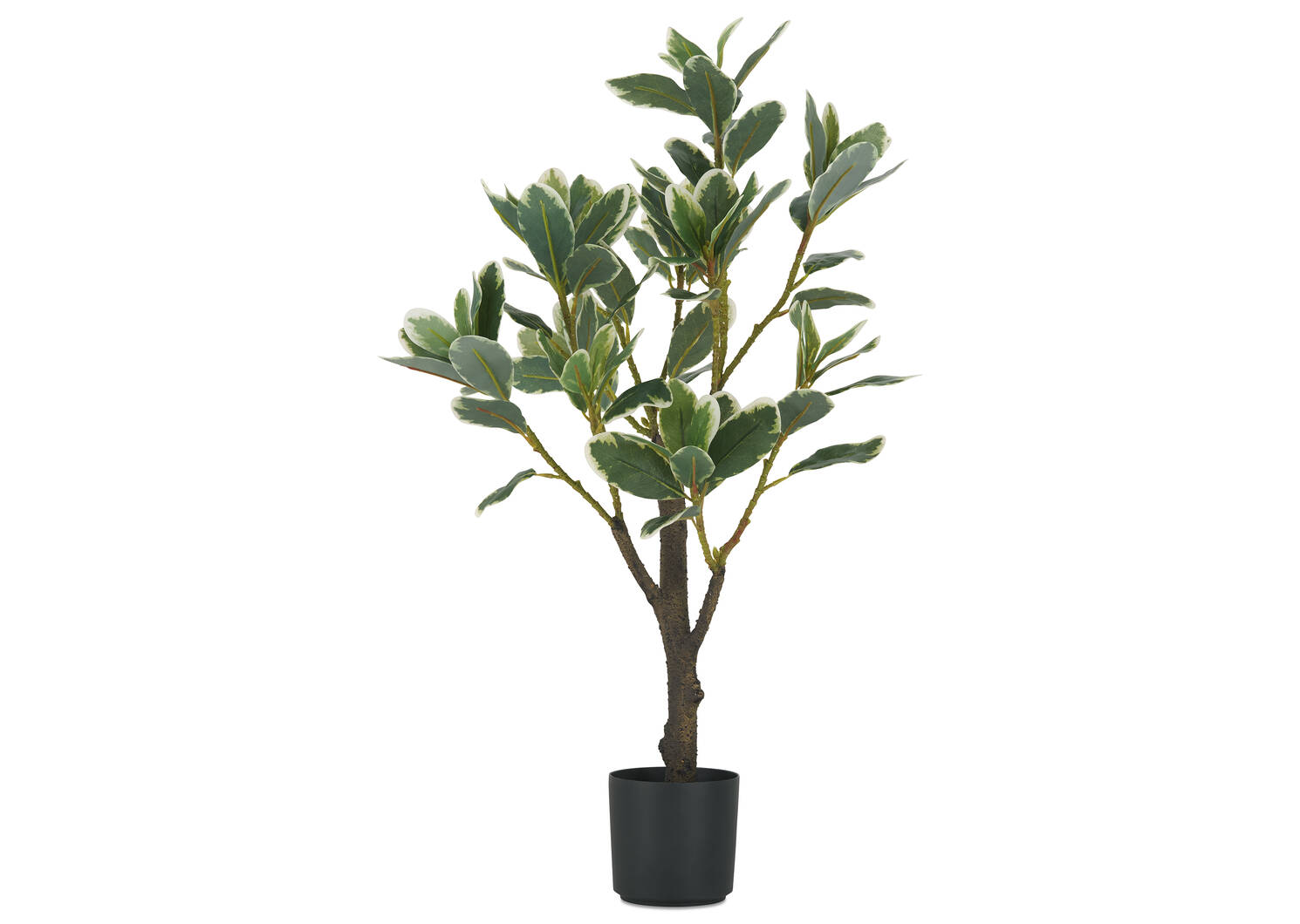 Keyla Japanese Spindle Tree Potted