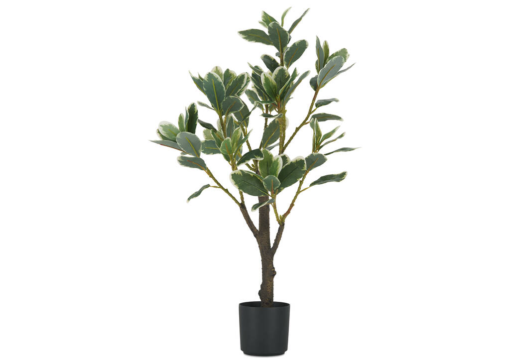 Keyla Japanese Spindle Tree Potted