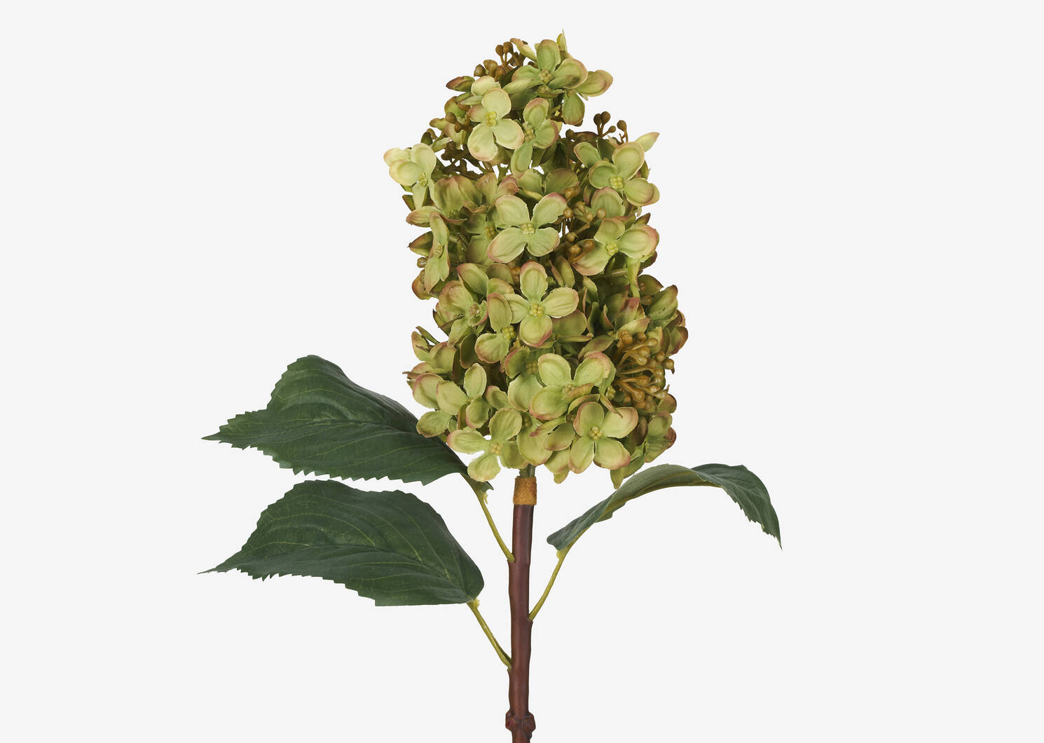 Beth Cone Hydrangea Stem Green