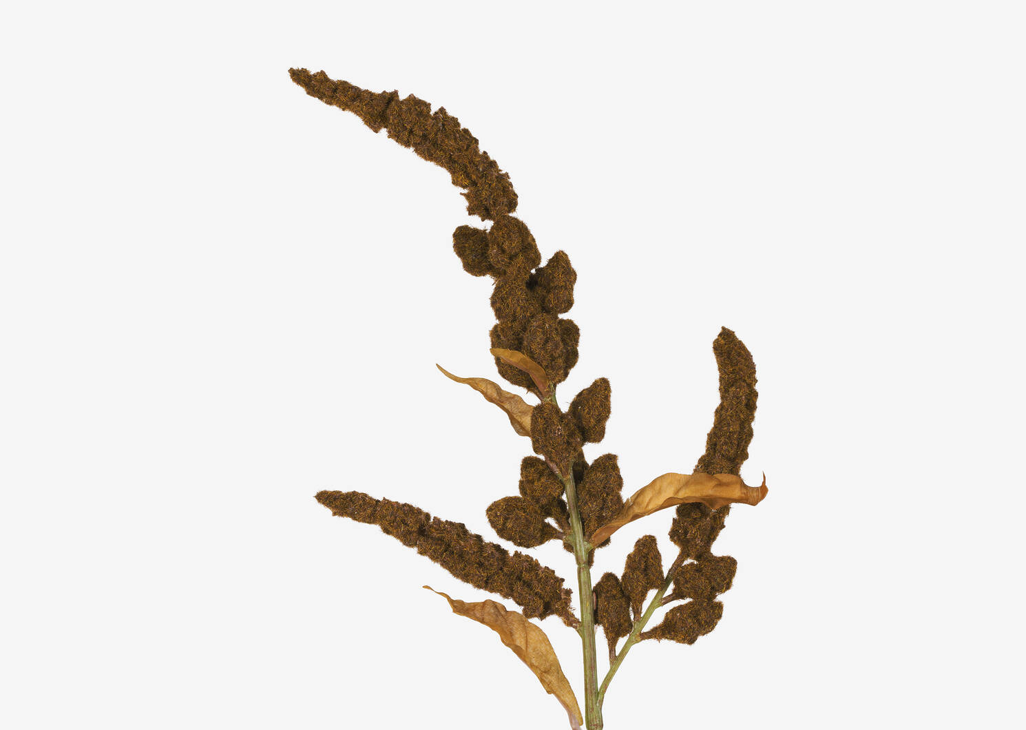 Rumex Stem Brown