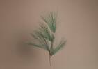 Alaska Long Pine Needle Pick