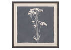 Tableau Common Valerian