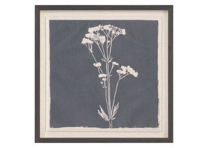 Common Valerian Framed Print