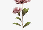 Kinga Flower Stem Blush