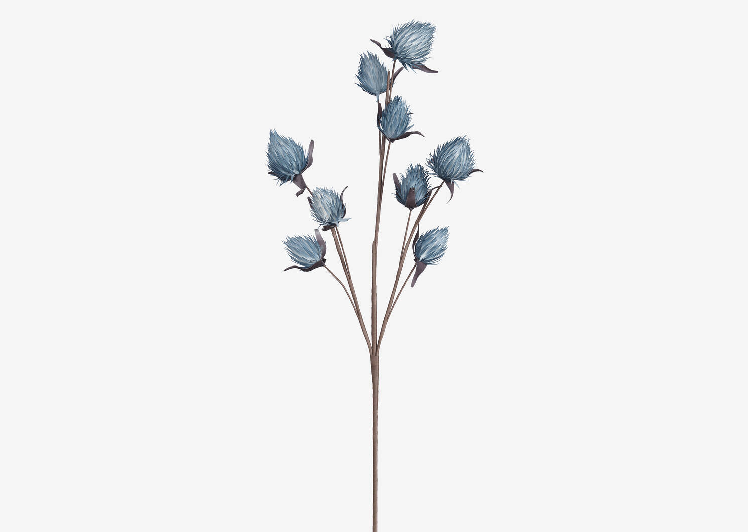 Osha Bud Branch