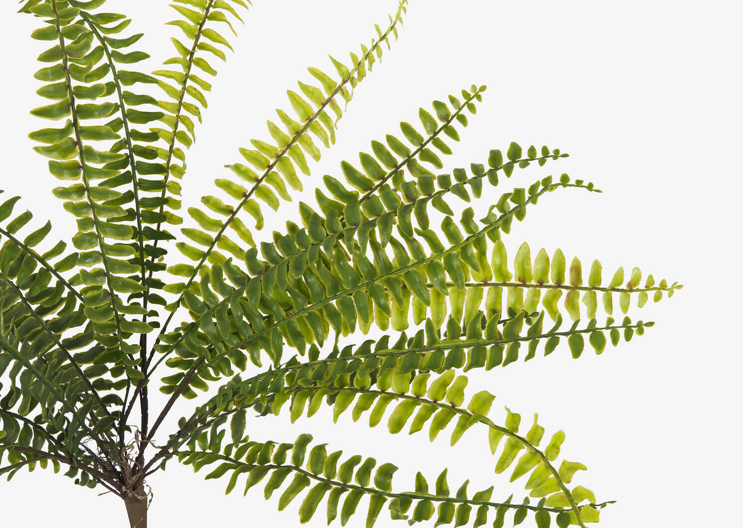 Grande branche de fougères Jylan