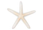 Estrela Starfish Decor
