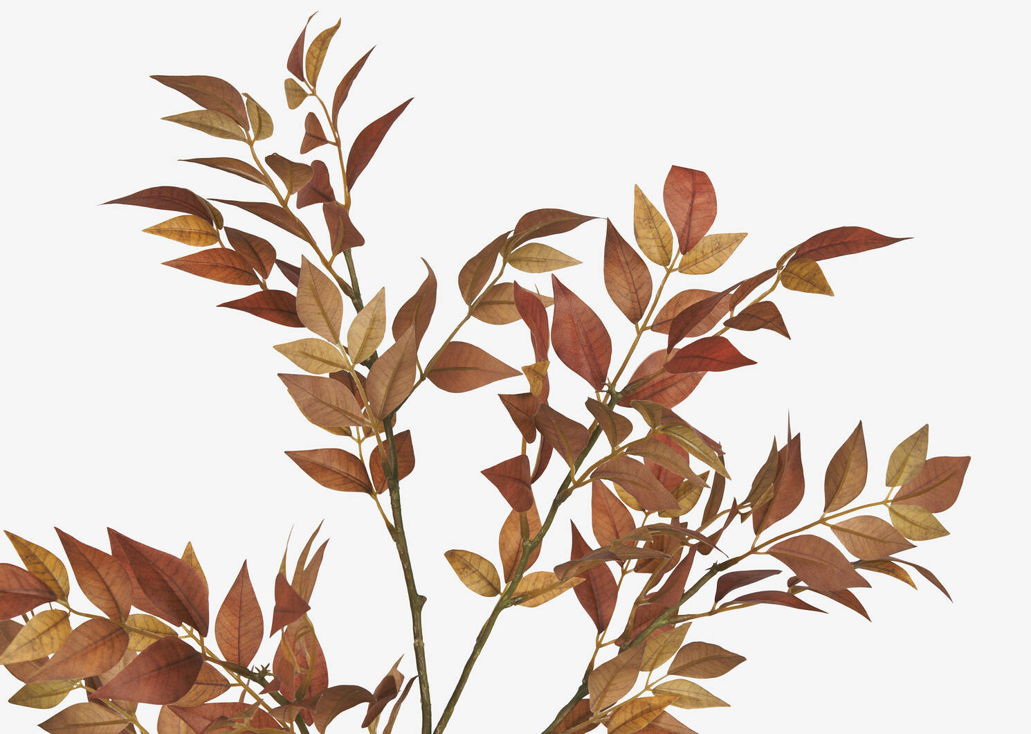 Aki Sacred Bamboo Branch