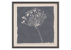 Flowering Rush Framed Print