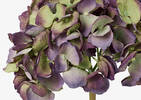 Gretel Hydrangea Stem Purple