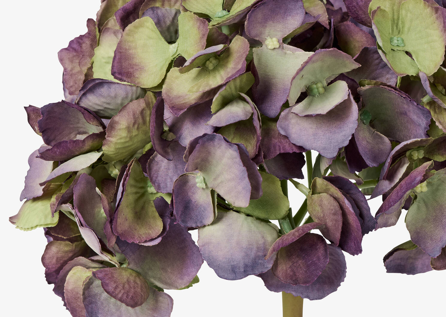 Gretel Hydrangea Stem Purple