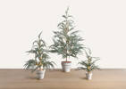 Wonderland Tree Small