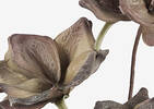 Sibel Flower Bunch Mocha