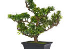 Akiko Bonzai Tree Potted