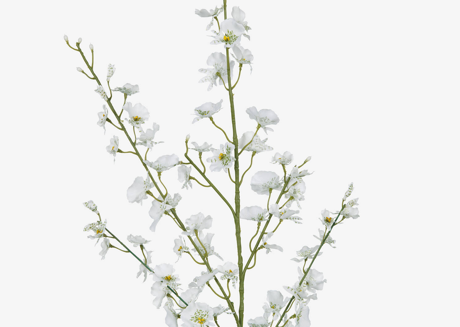 Branche d&rsquo;orchid&eacute;e dansante Liza ivoire