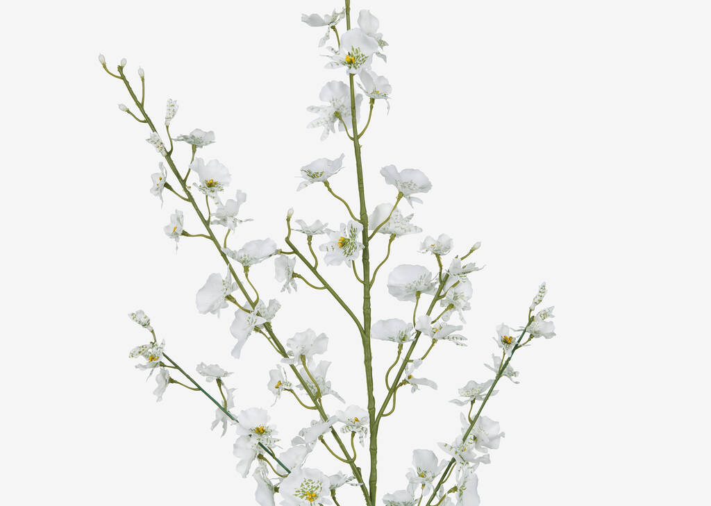 Branche d&rsquo;orchid&eacute;e dansante Liza ivoire