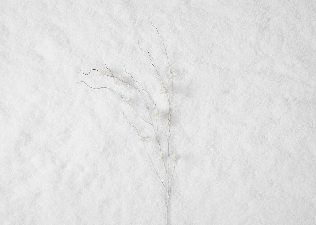 Snow Witch Hazel Stem